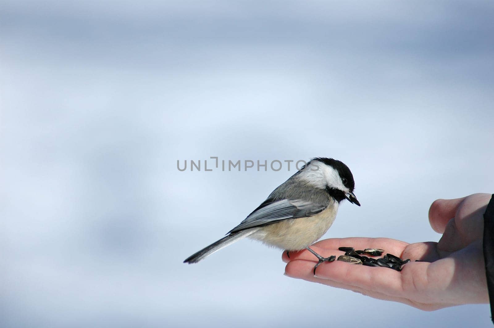 bird