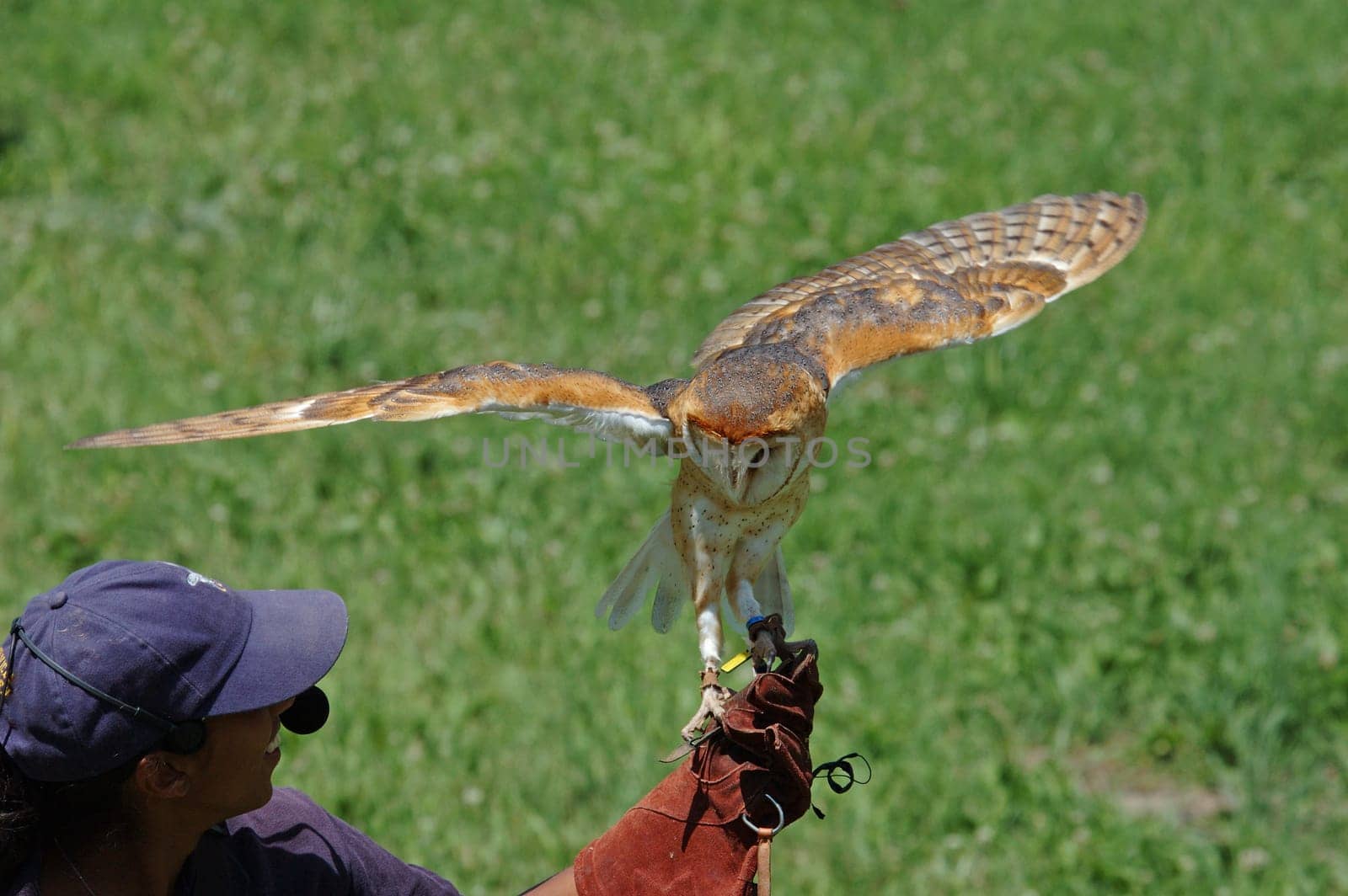 Barn owl on hand