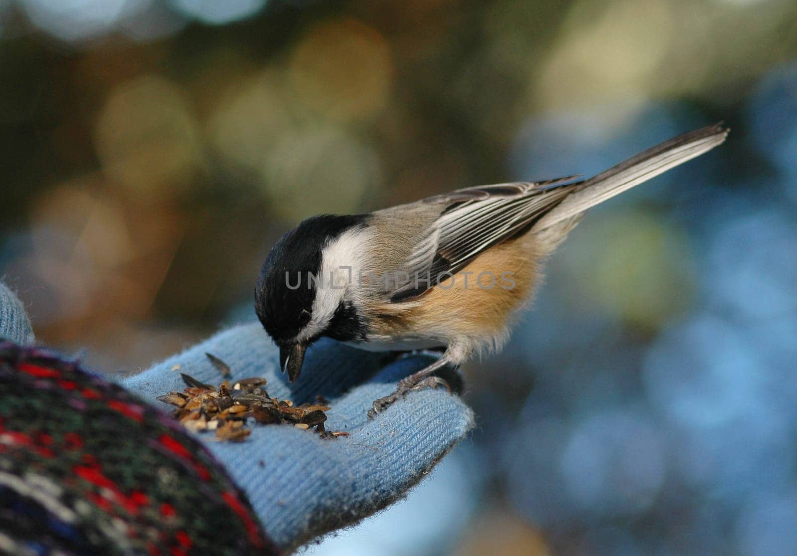 bird