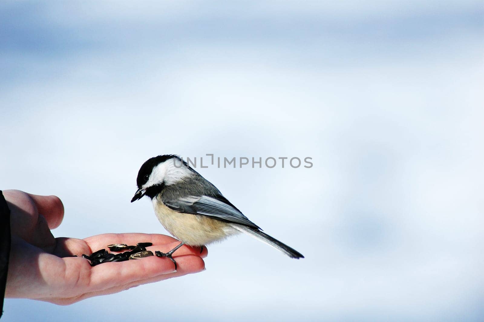 bird chick a dee esting sun flower seeds