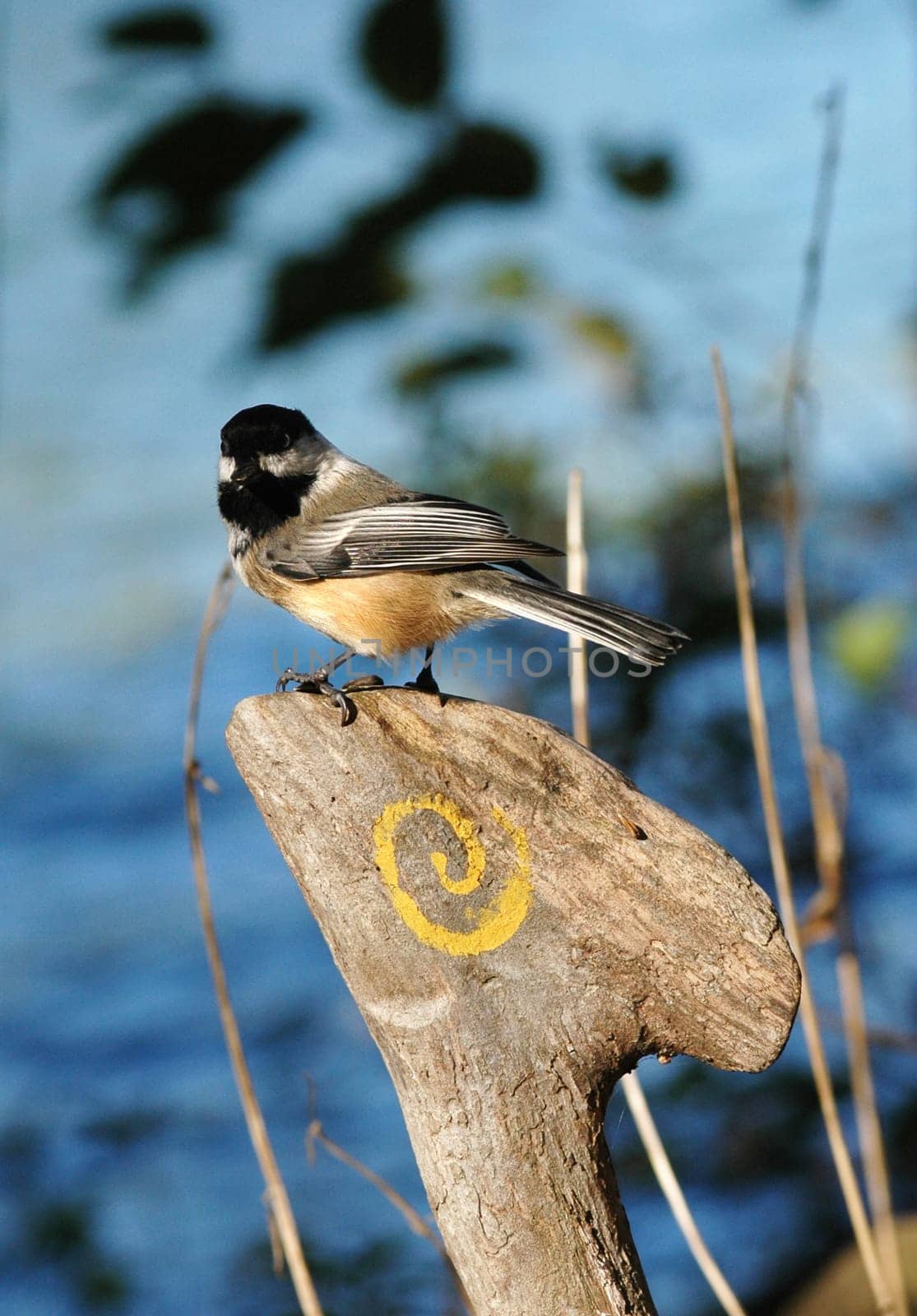 bird