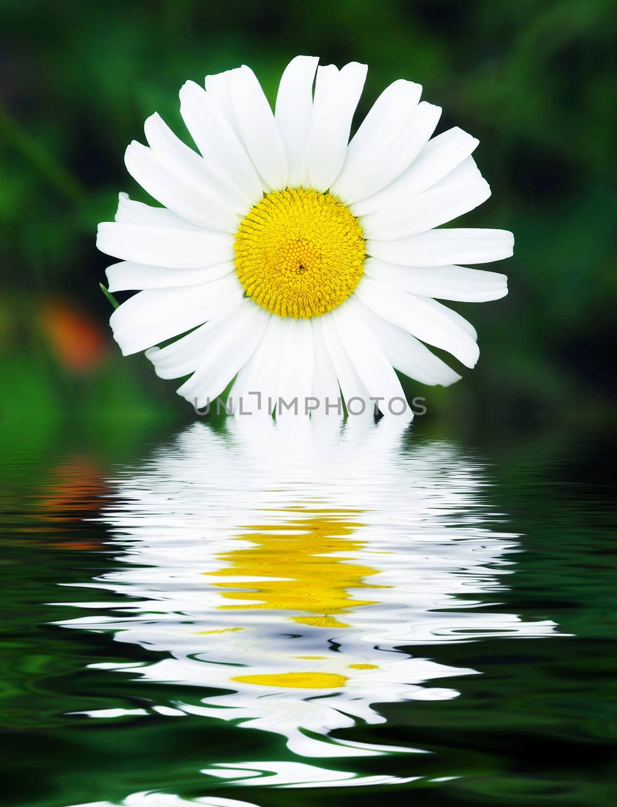 flower daisy with a water reflection on green