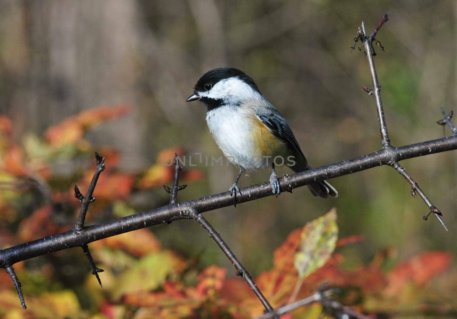 bird