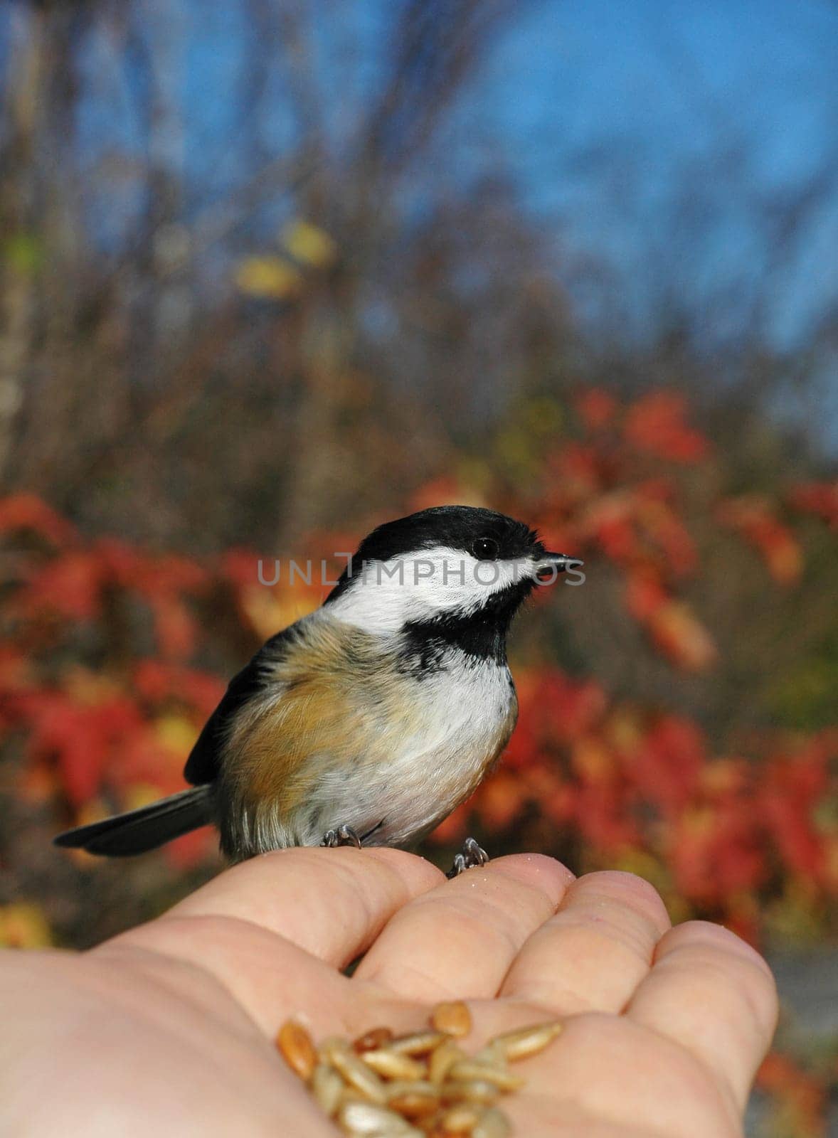 bird