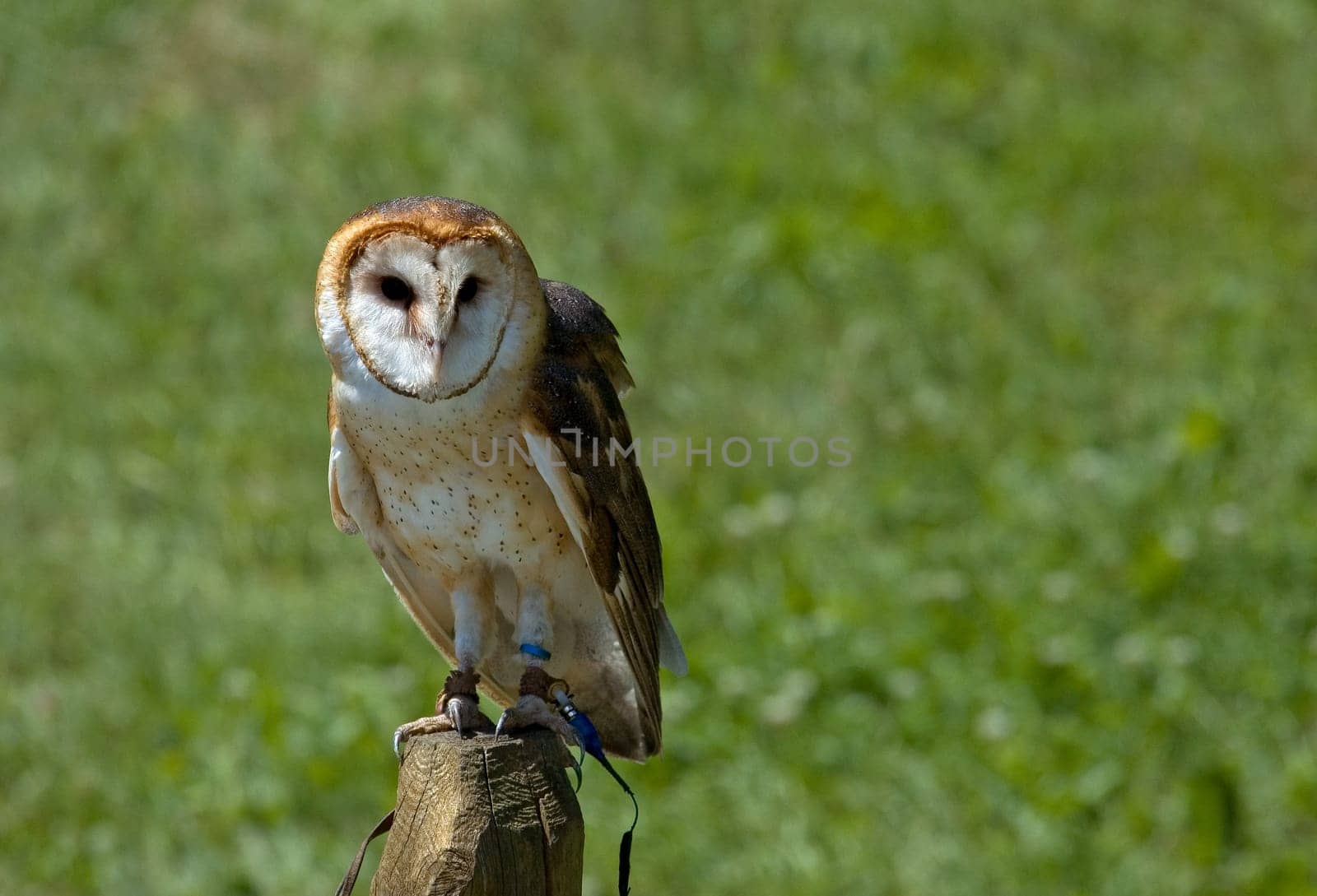 standing on a perch