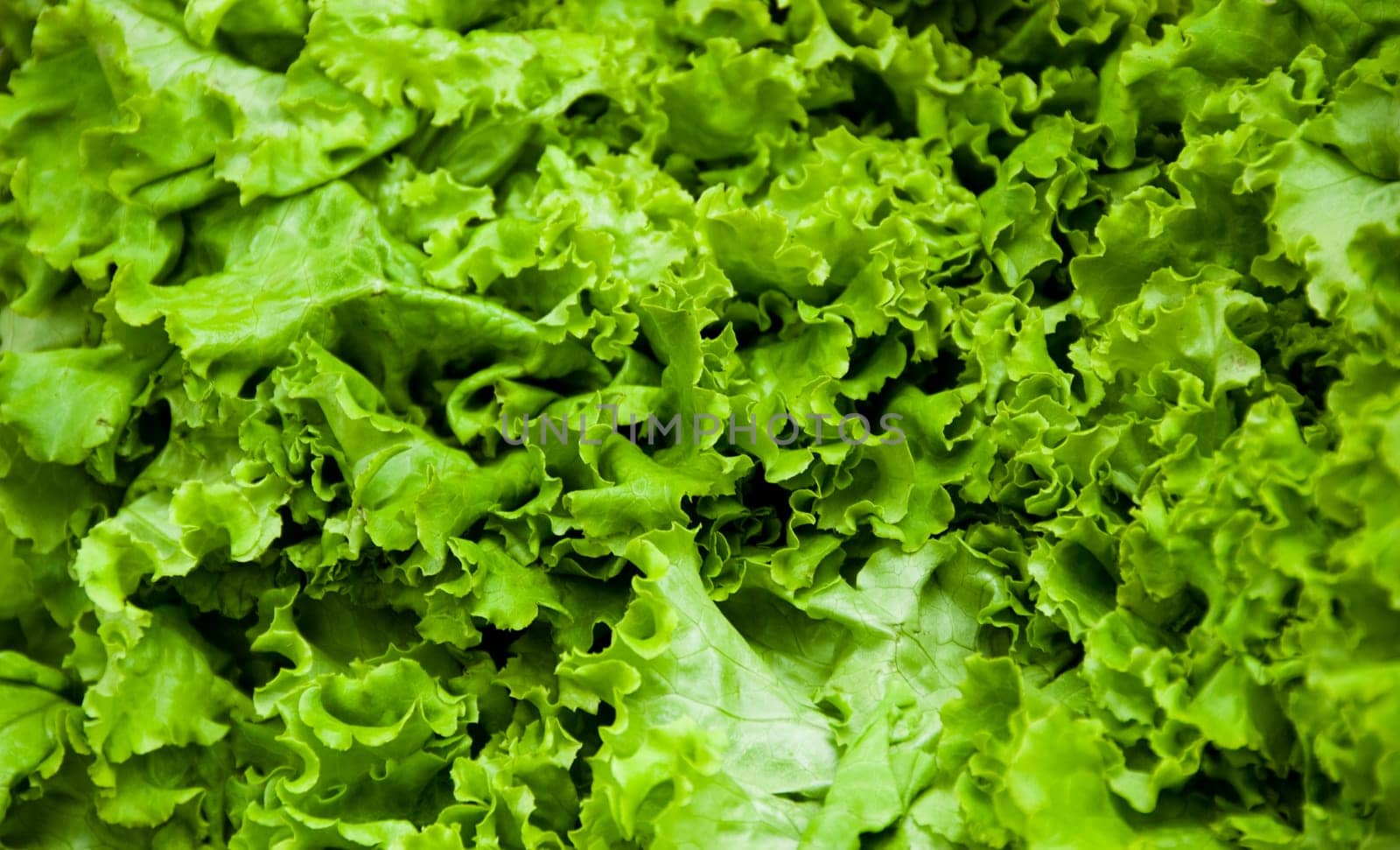 fresh lettuce green at a farmers market