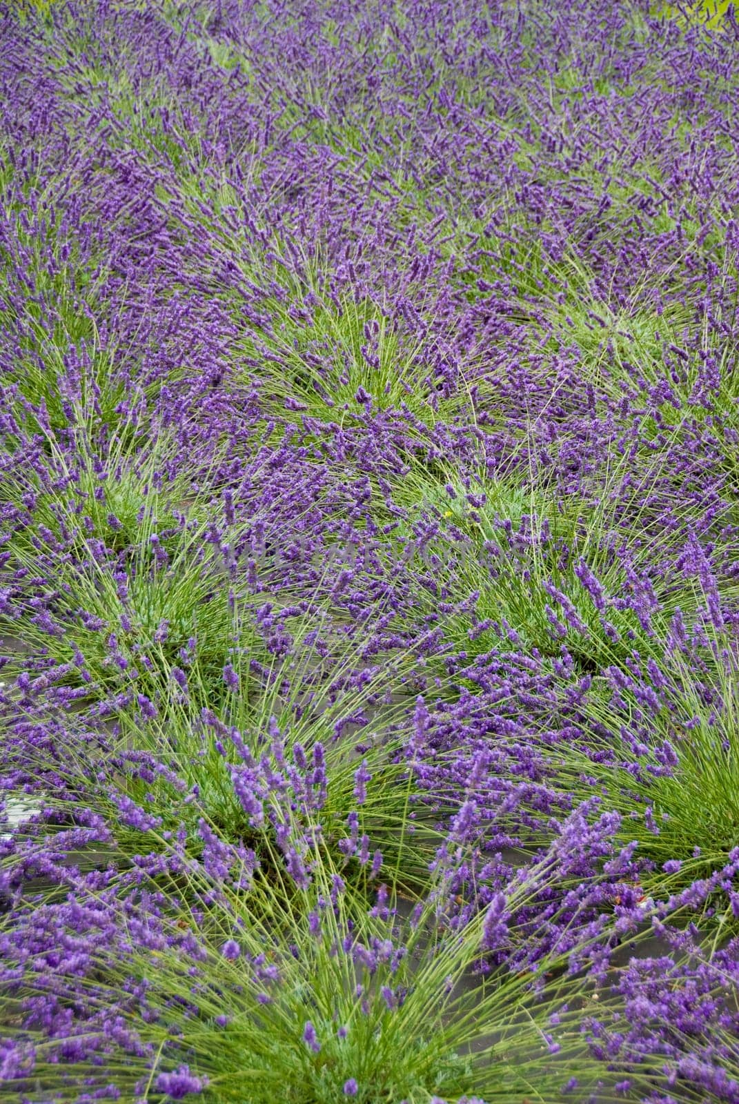 a lavender field in Francein purple and green
