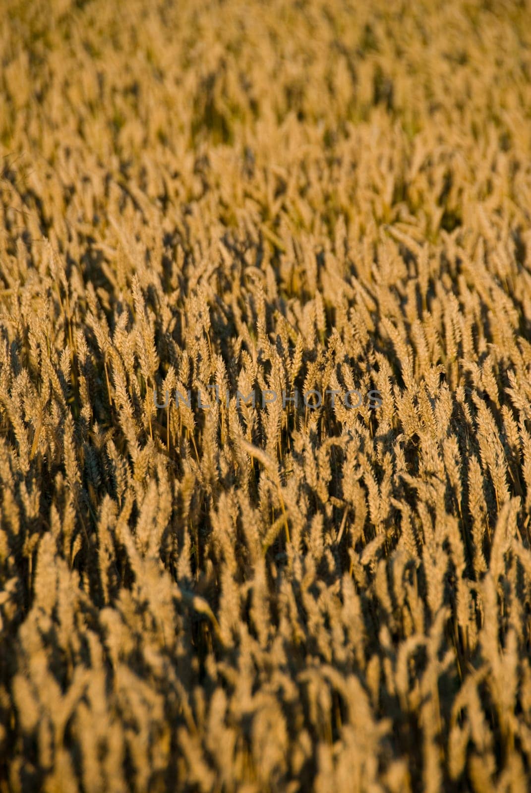 a wheat field with close up of the grain