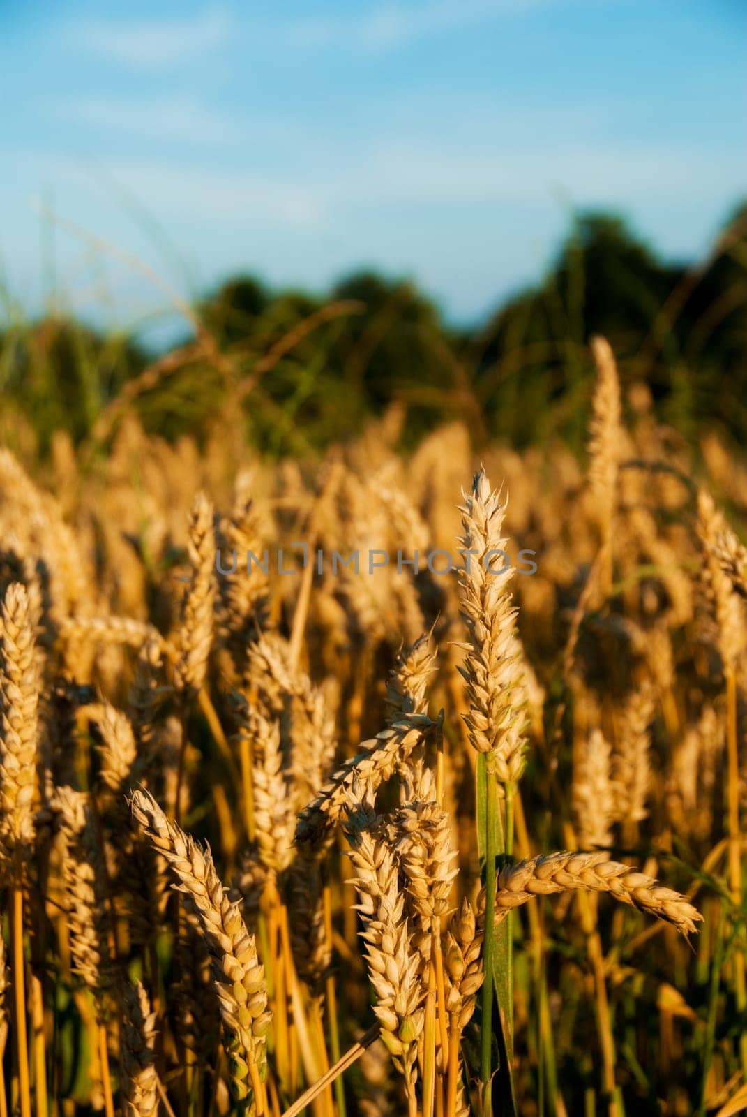 a wheat field with close up of the grain