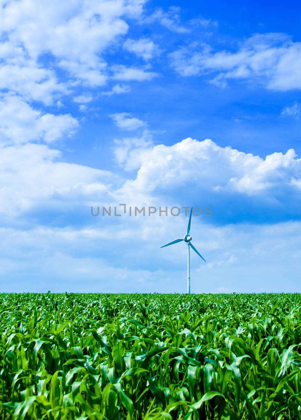clean energy white wind turbine in corn field
