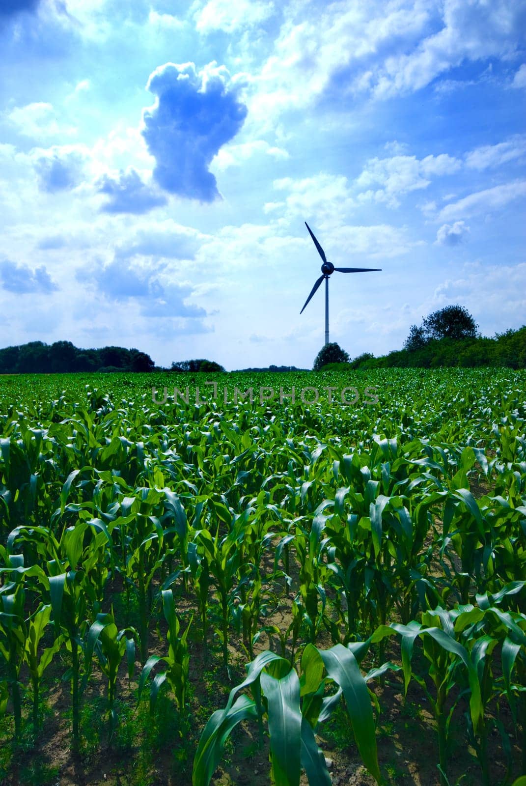 clean energy white wind turbine in corn field