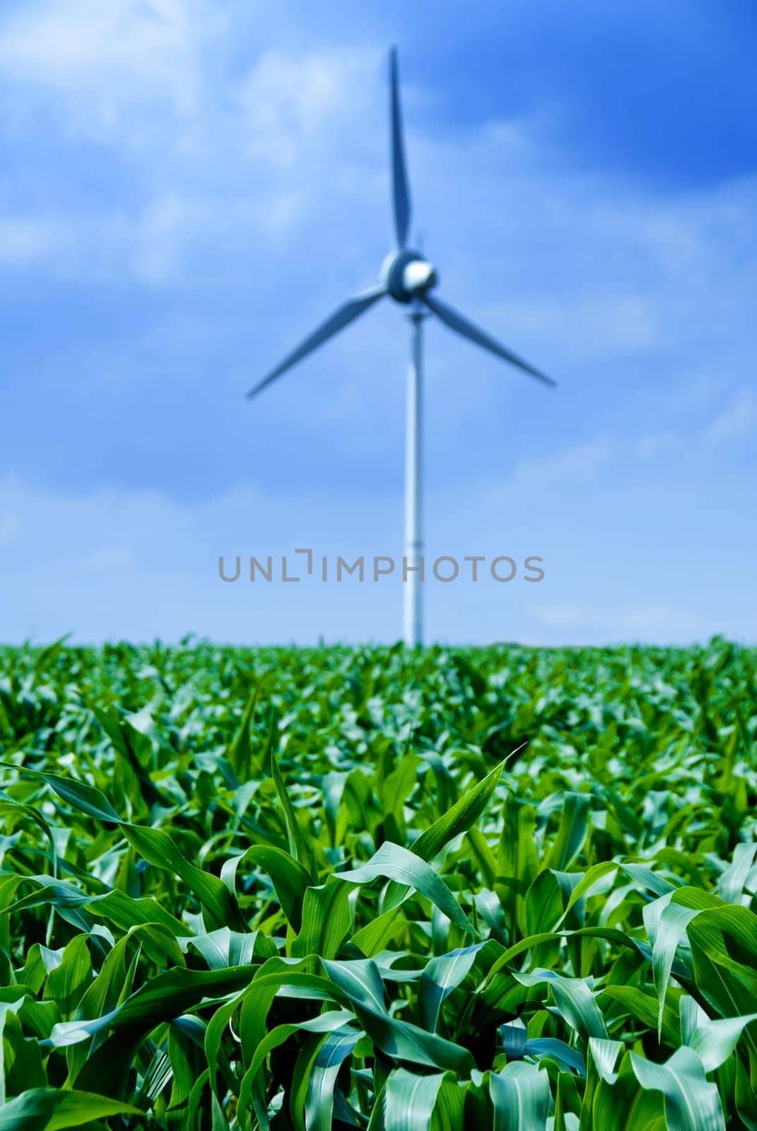 clean energy white wind turbine in corn field