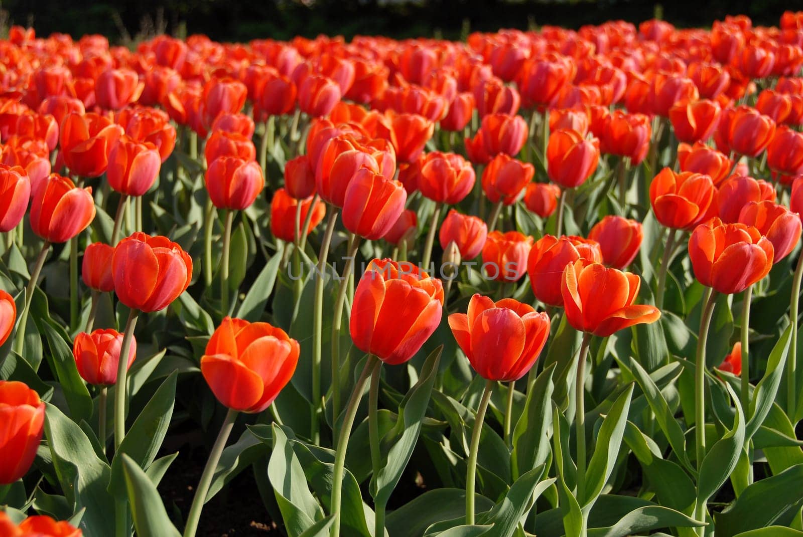 tulip festival in Ottawa