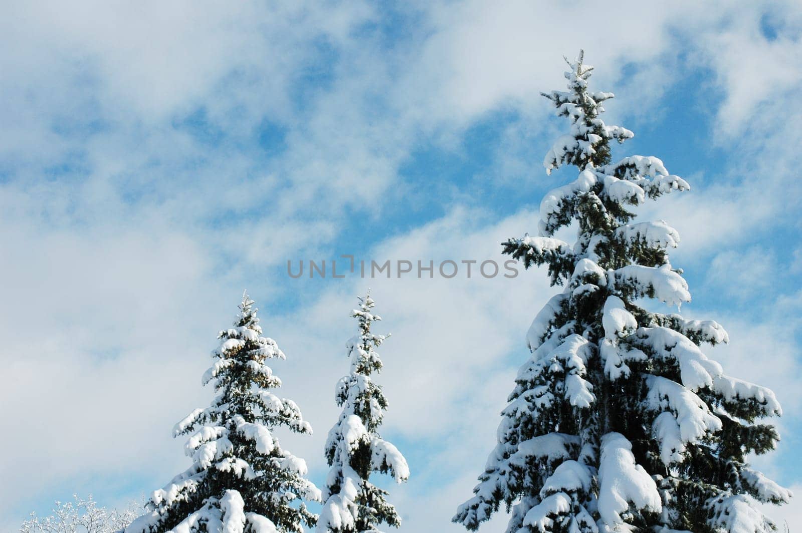 outdoor trees with snow