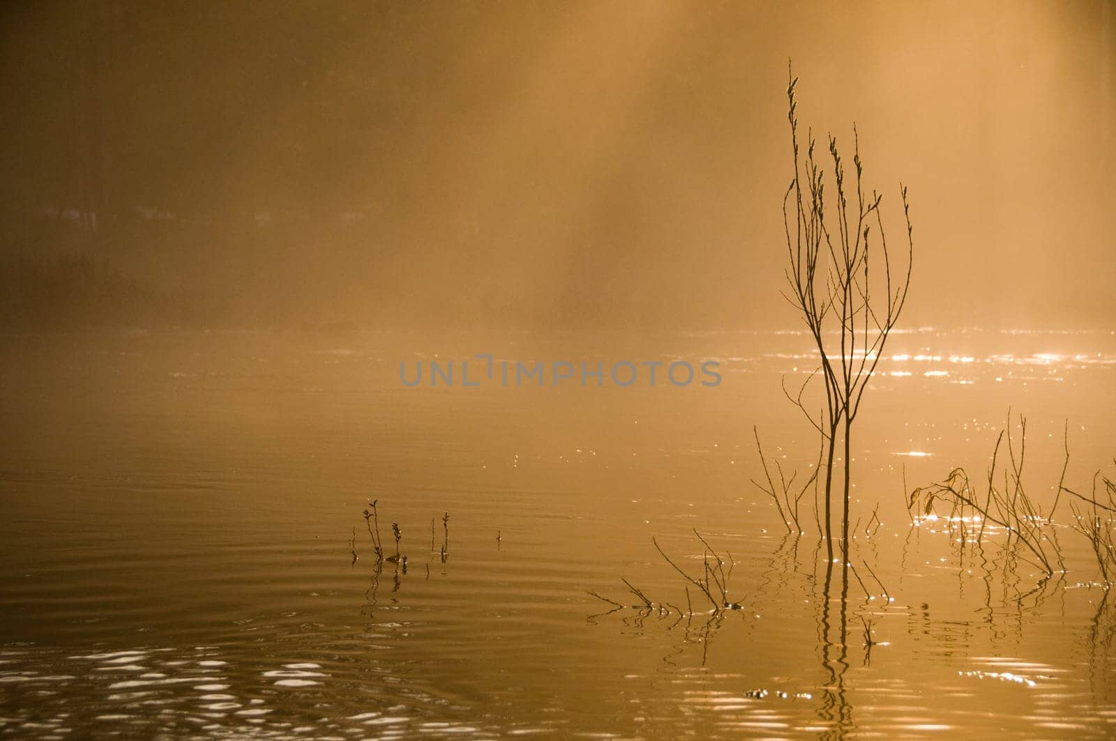 moring mist in warm orange glow on the river