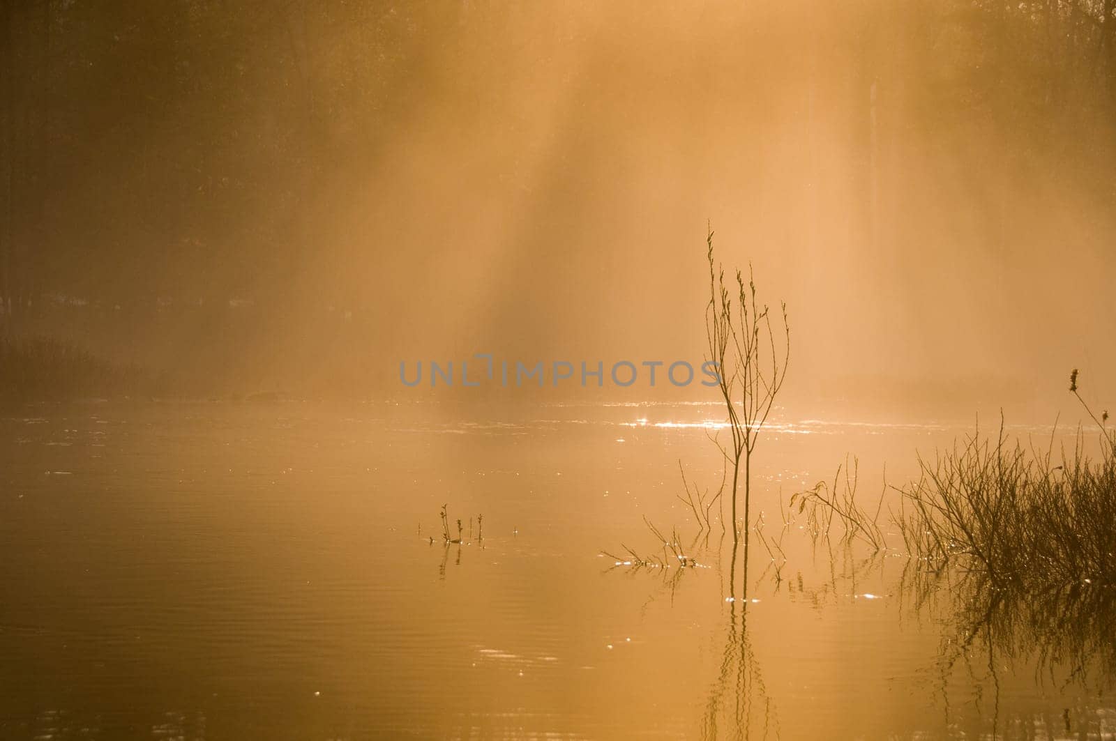 moring mist in warm orange glow on the river