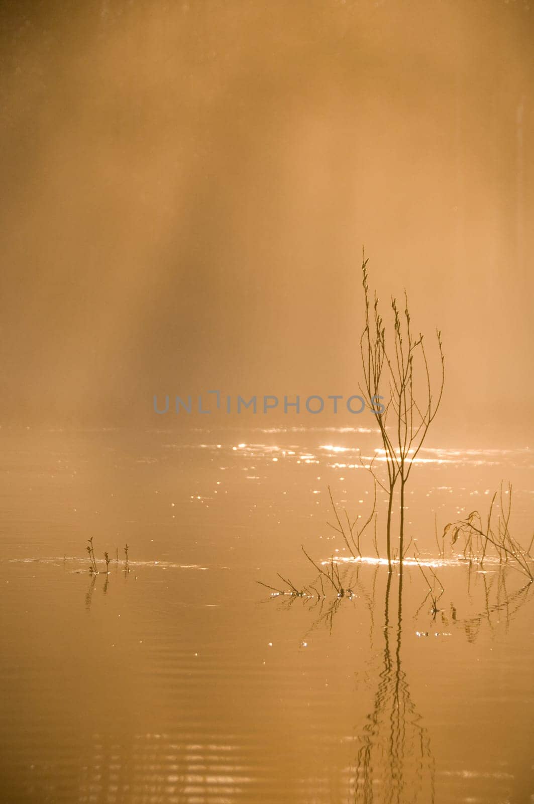 moring mist in warm orange glow on the river
