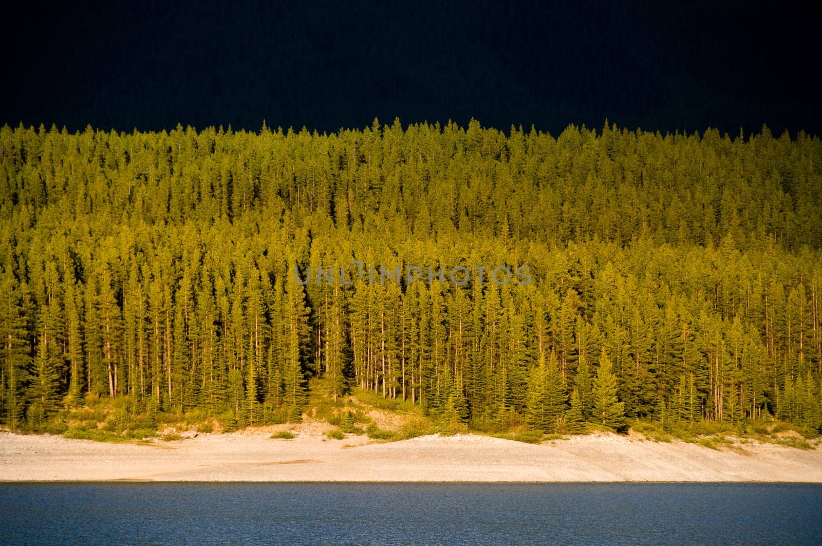 forest of trees on alberta canada at sunset