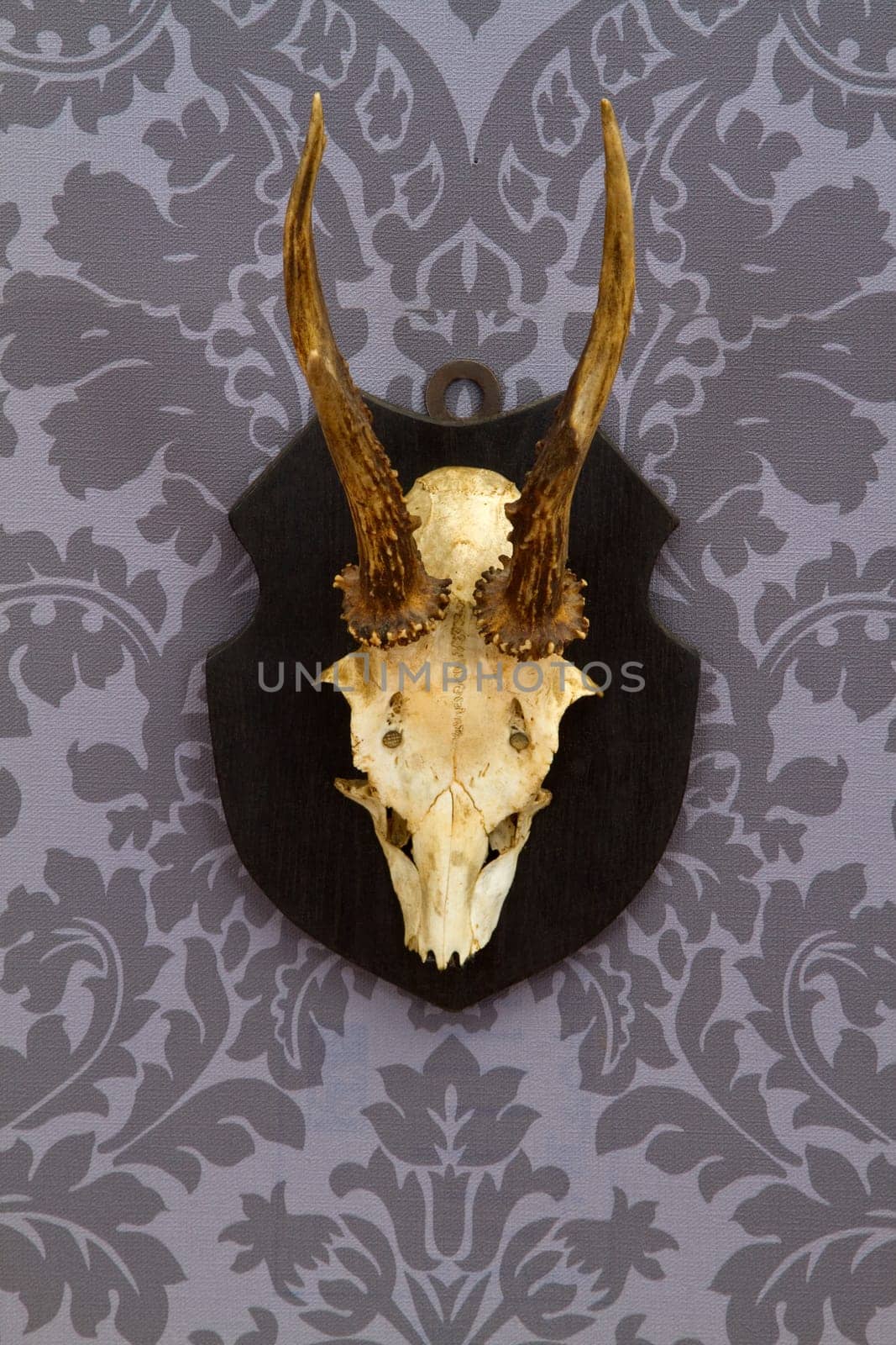 Antlers on floral wallpaper