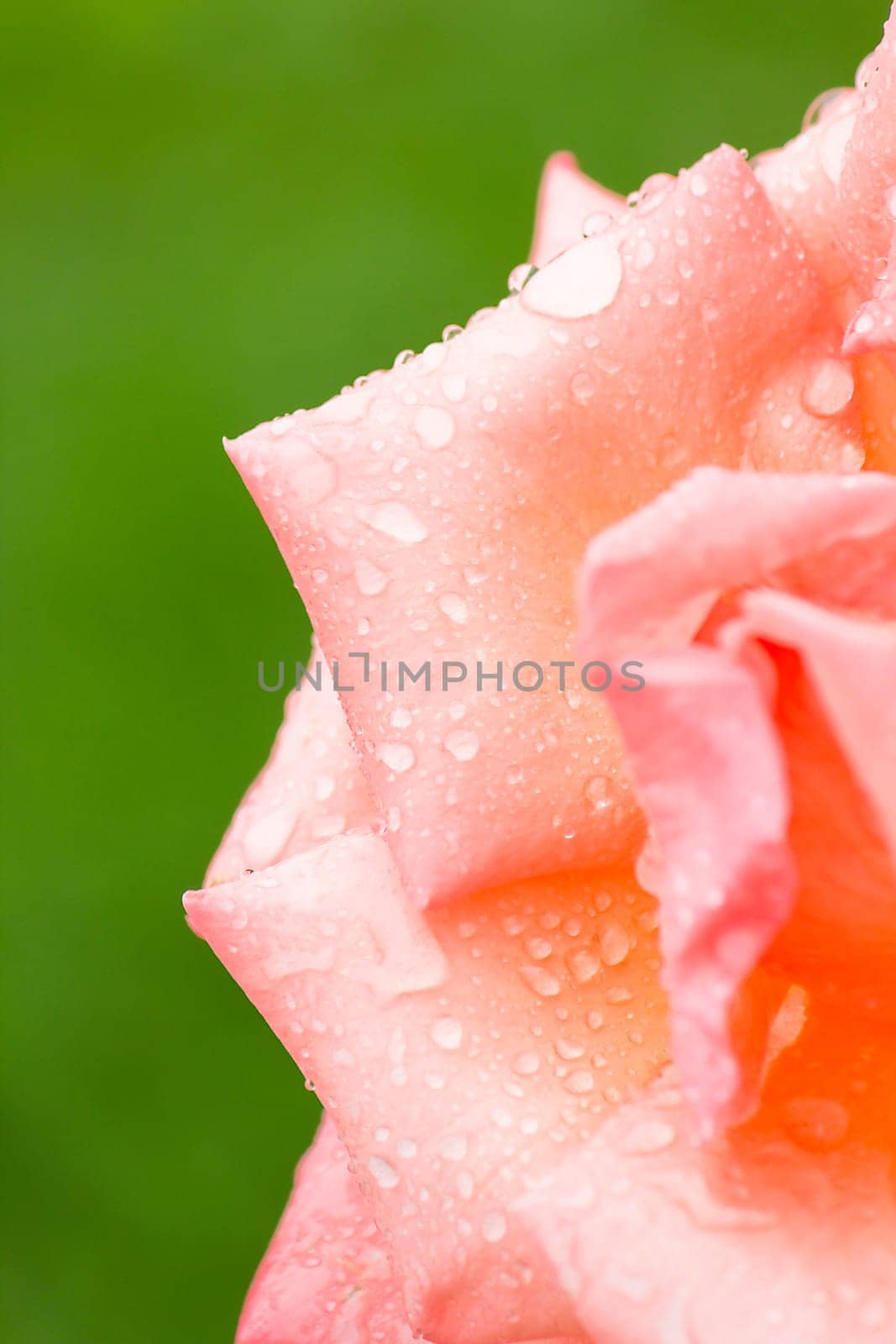 Pink Rose in the Morning Dew