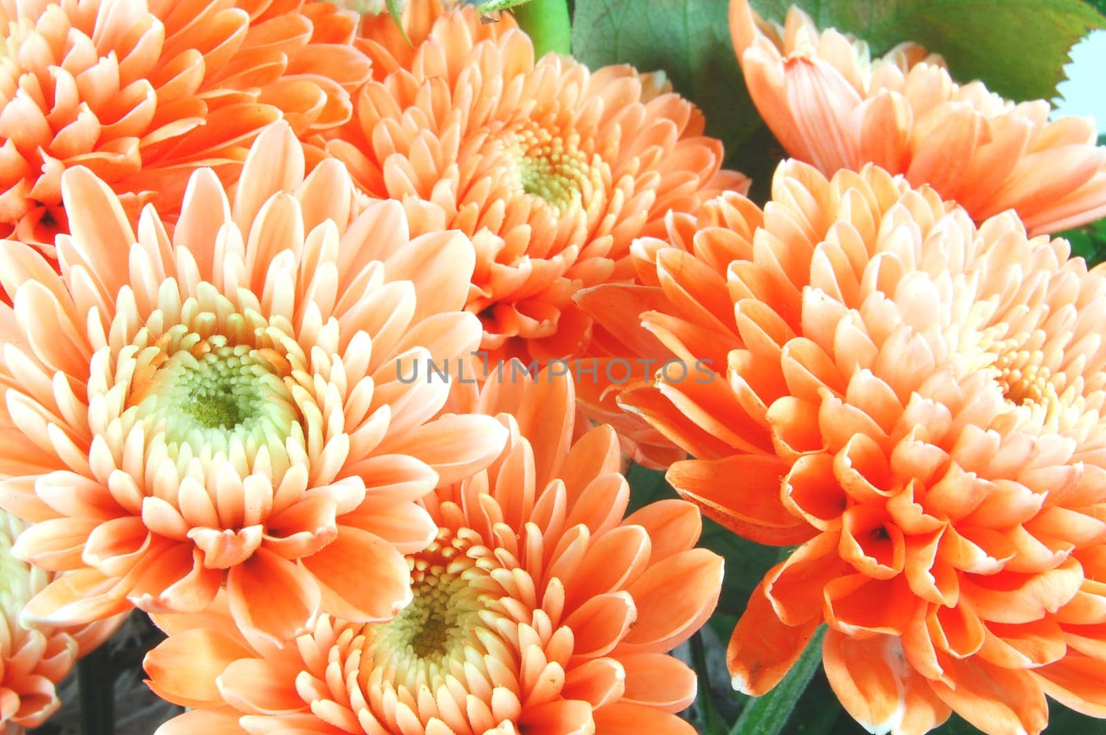 Closeup of chrysanthemum flowers