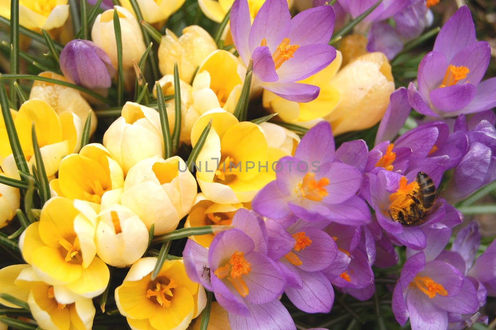 Crocus flowers