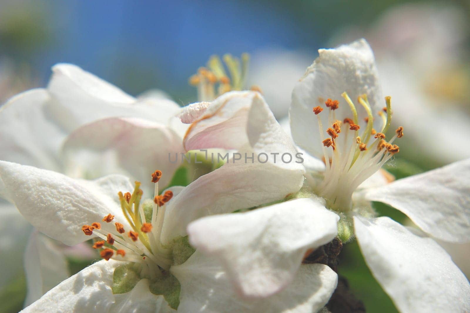 closeup of apple flowers