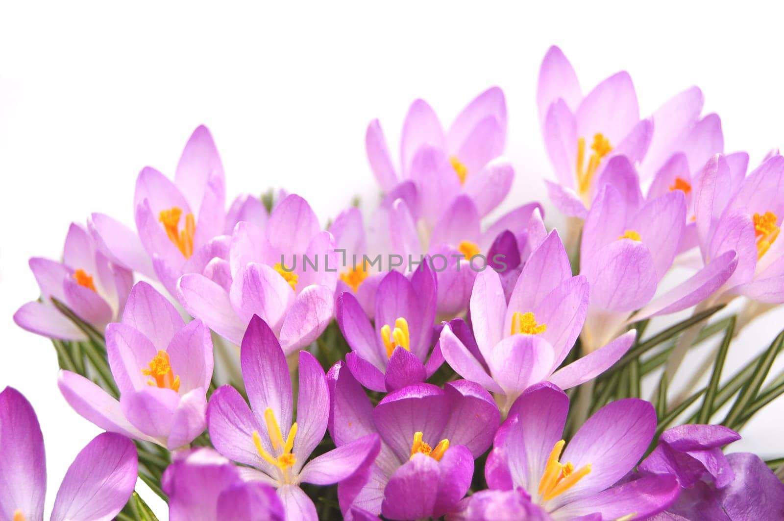 Crocus flowers