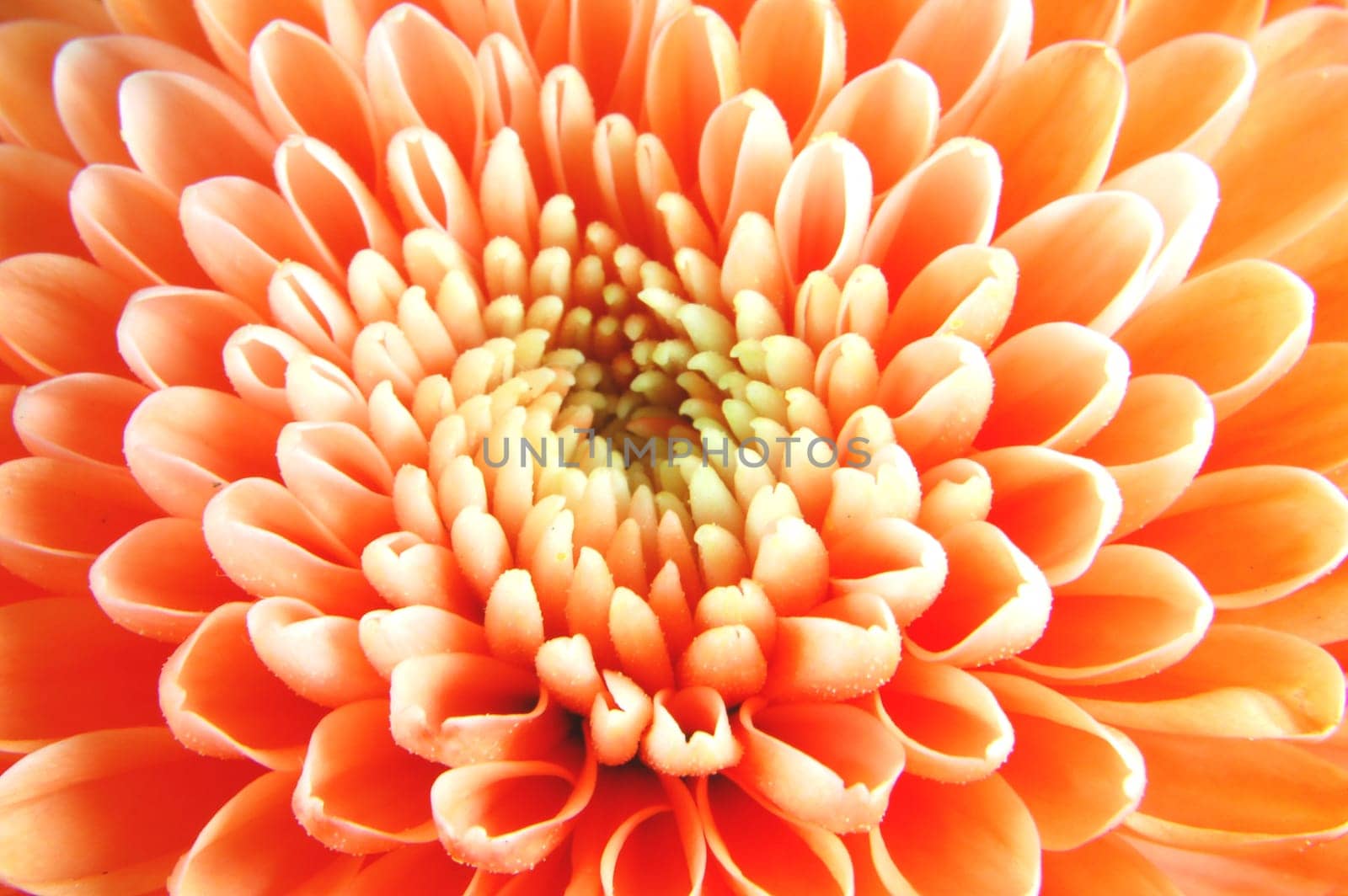 Closeup of chrysanthemum flowers