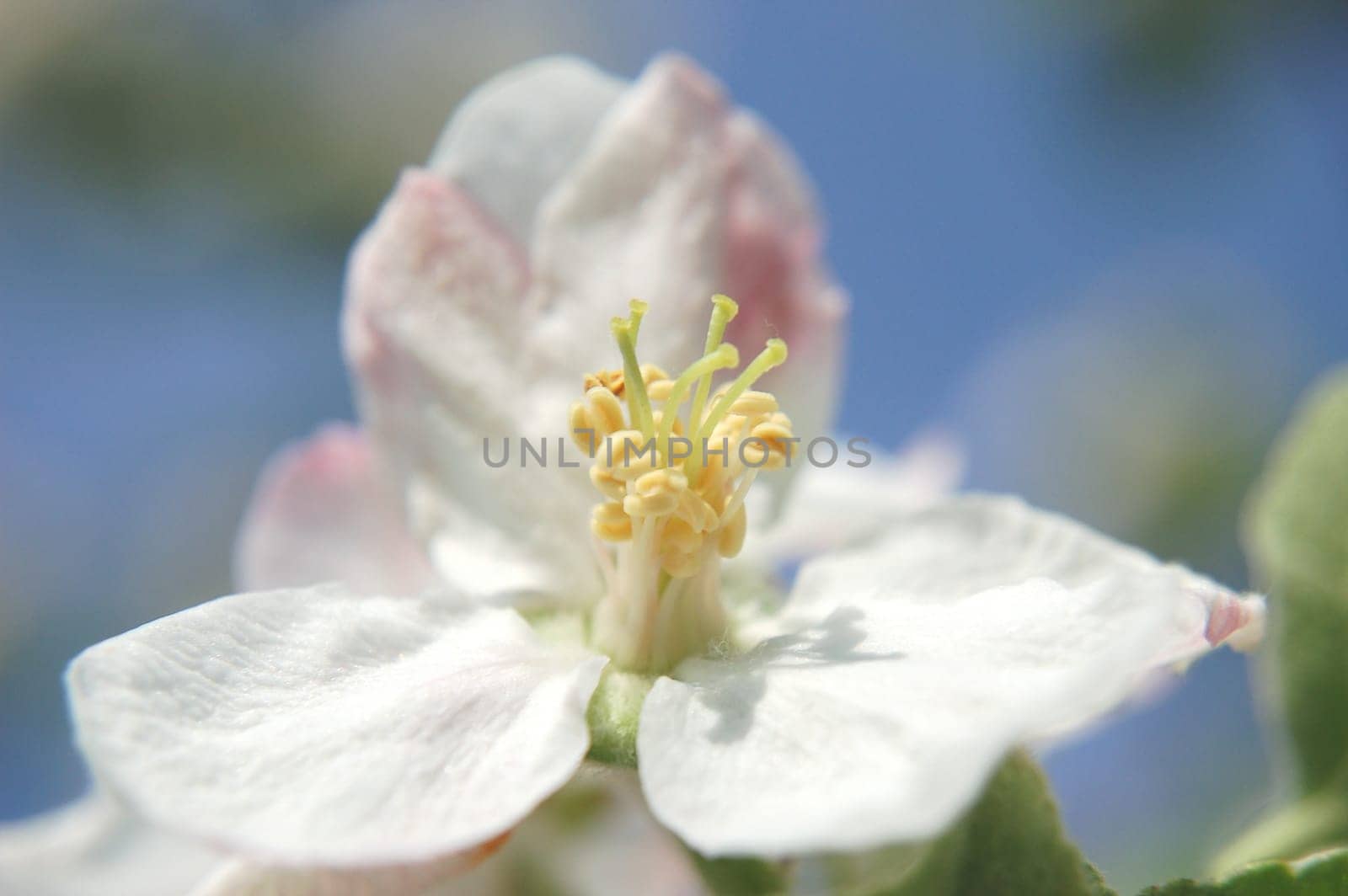 closeup of apple flowers