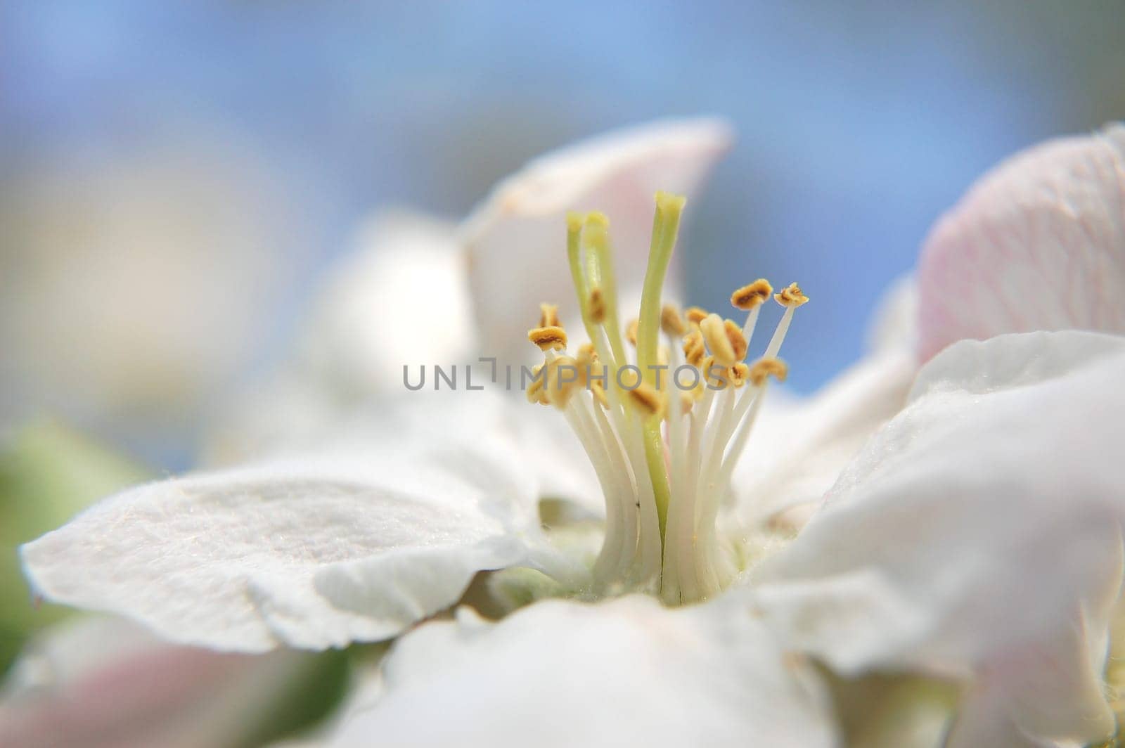 closeup of apple flowers