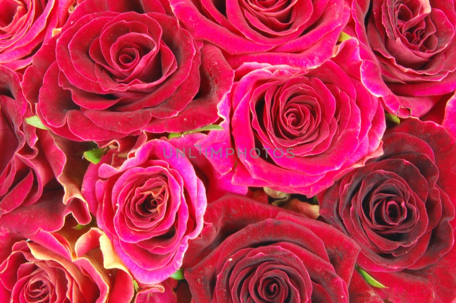 roses