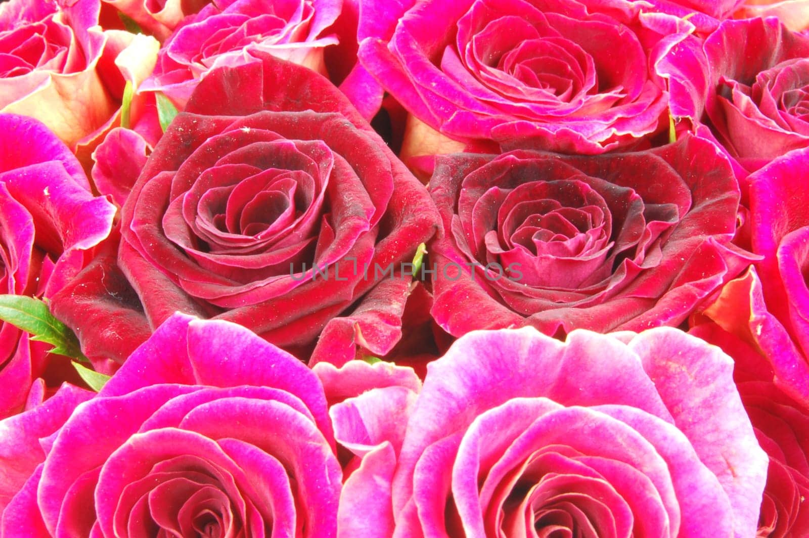 roses