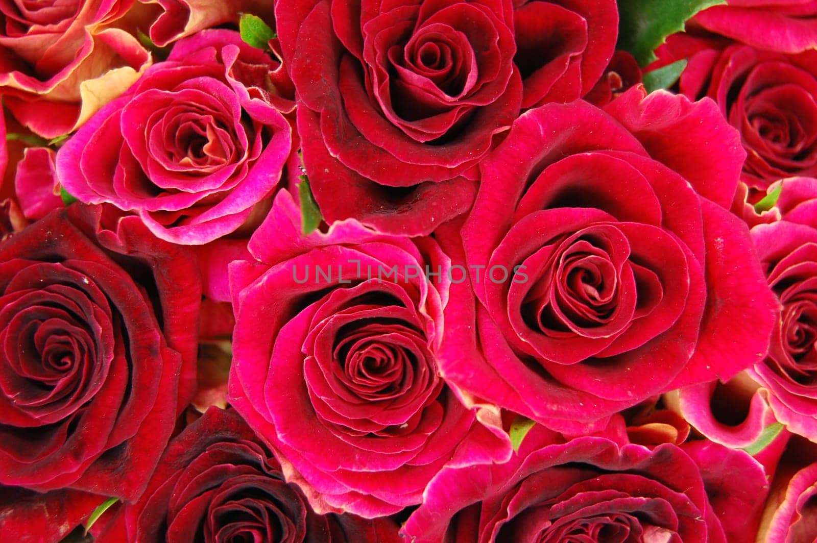 roses
