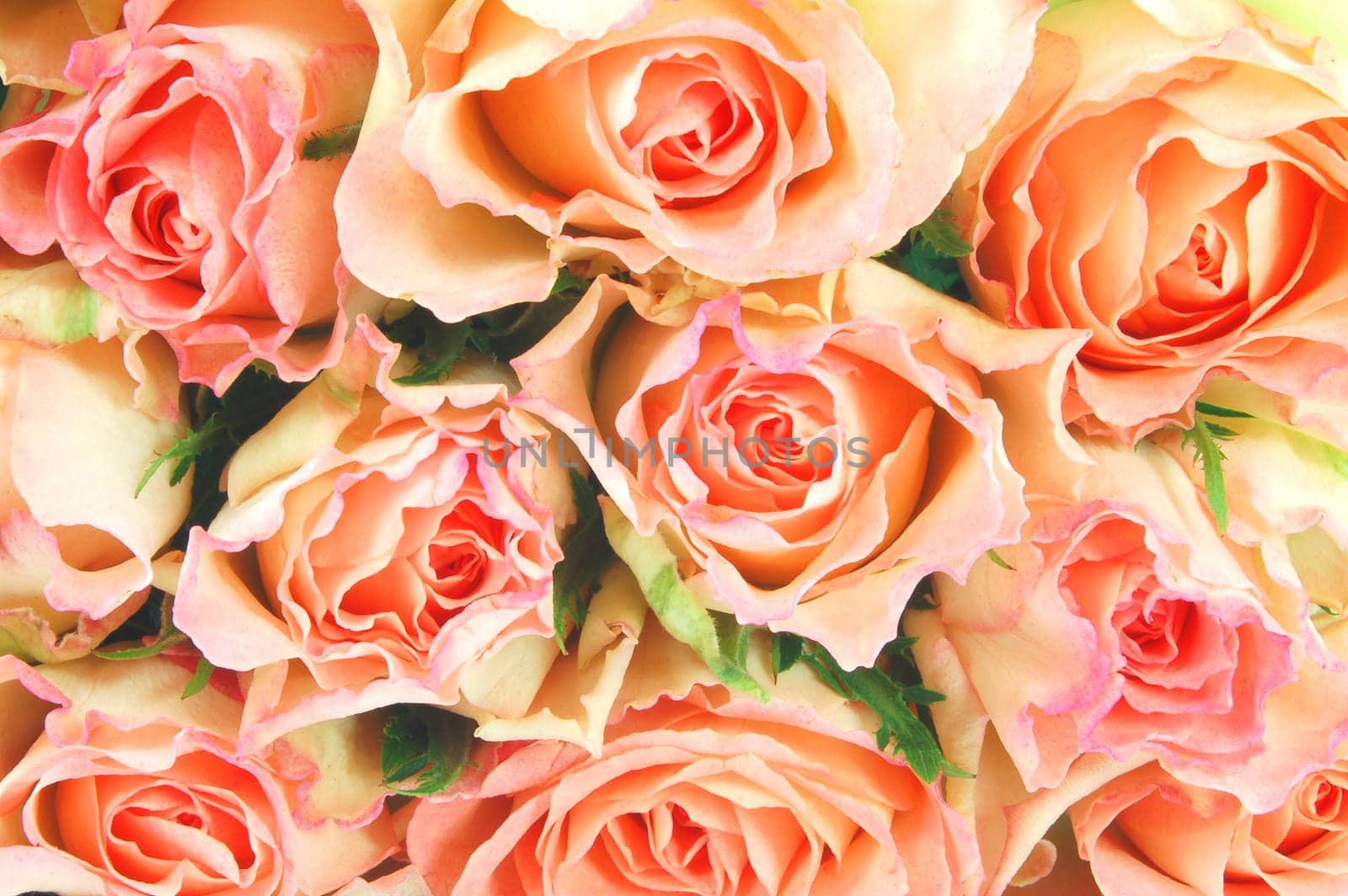 roses