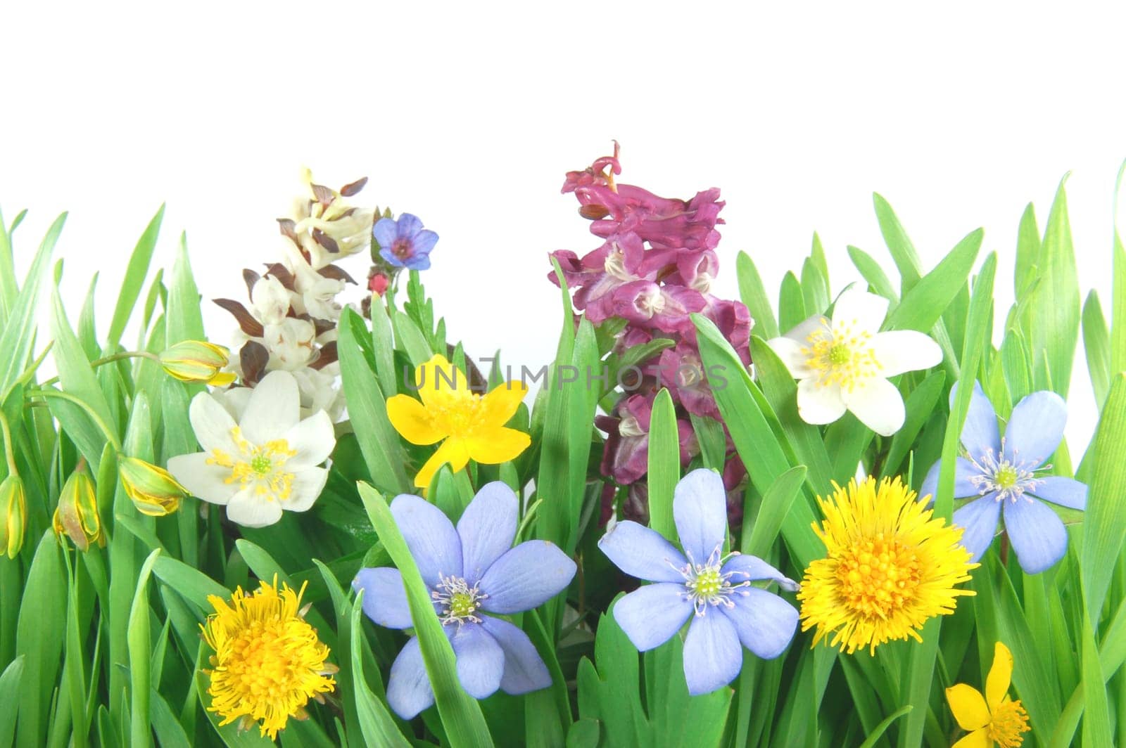 Spring forest meadow