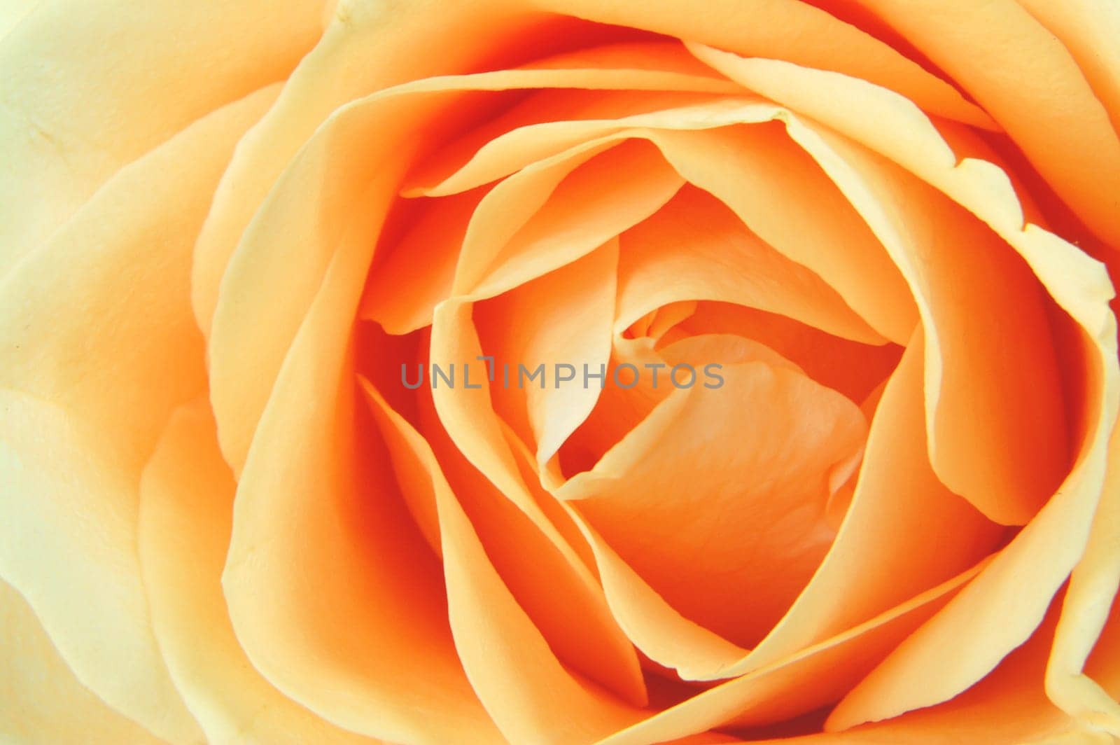 Close-up of a rose