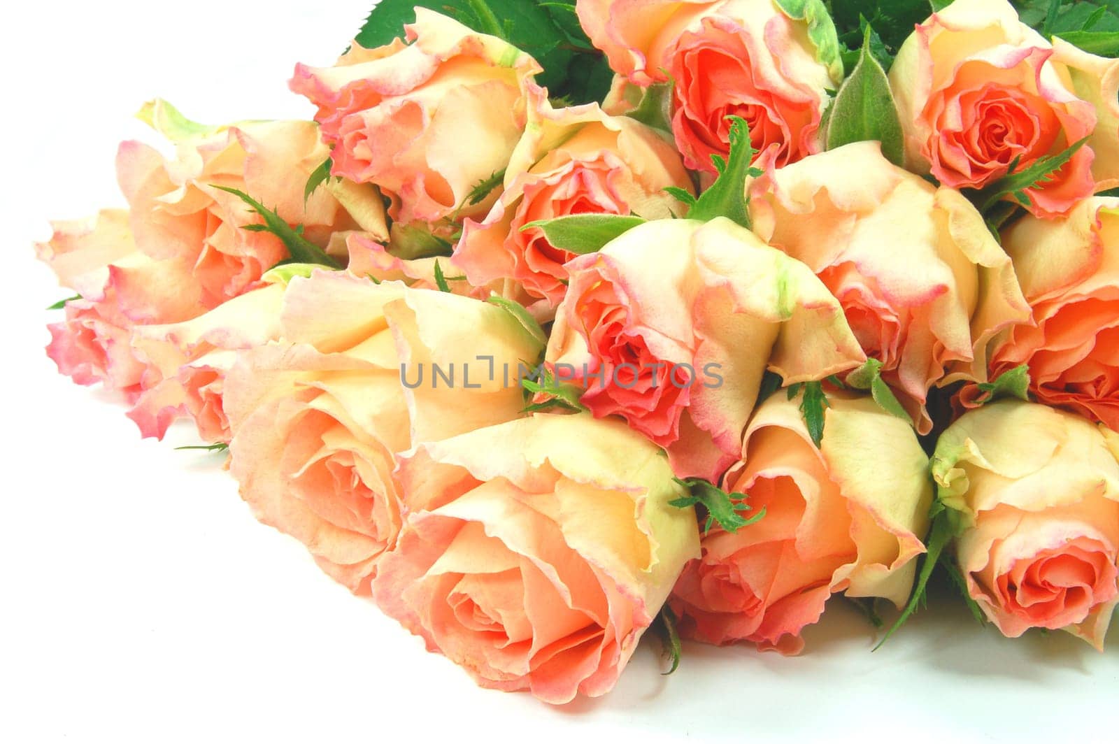 roses