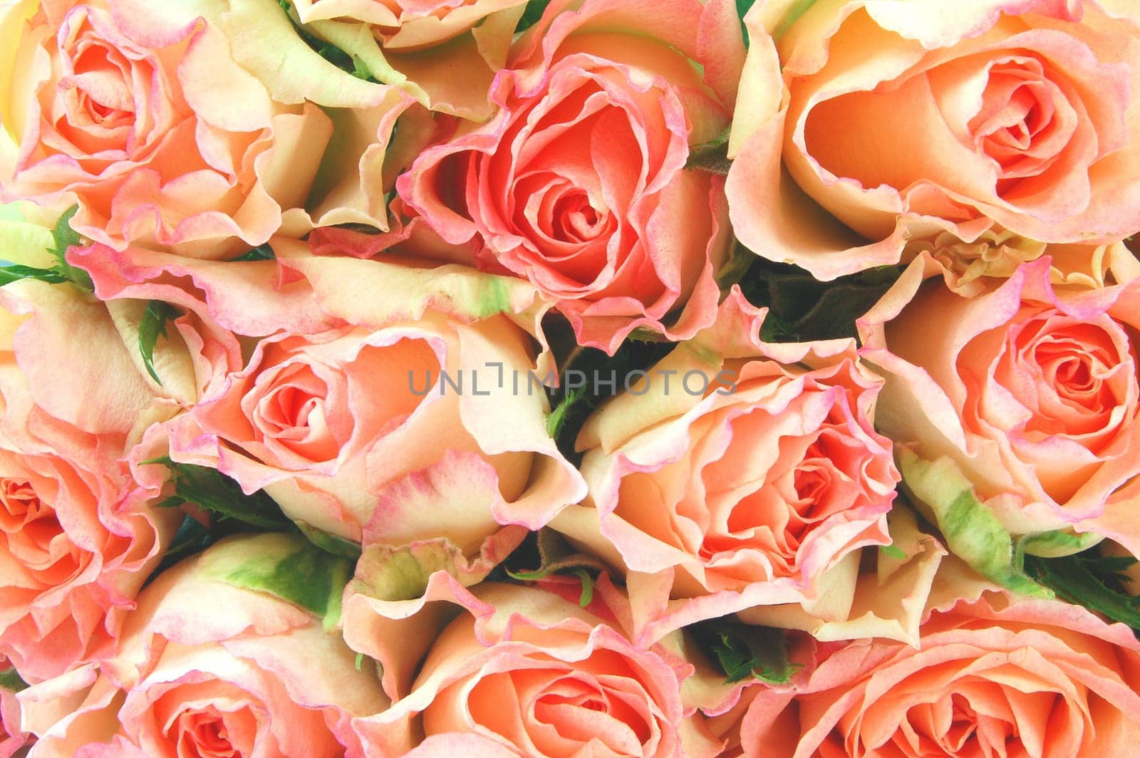 roses