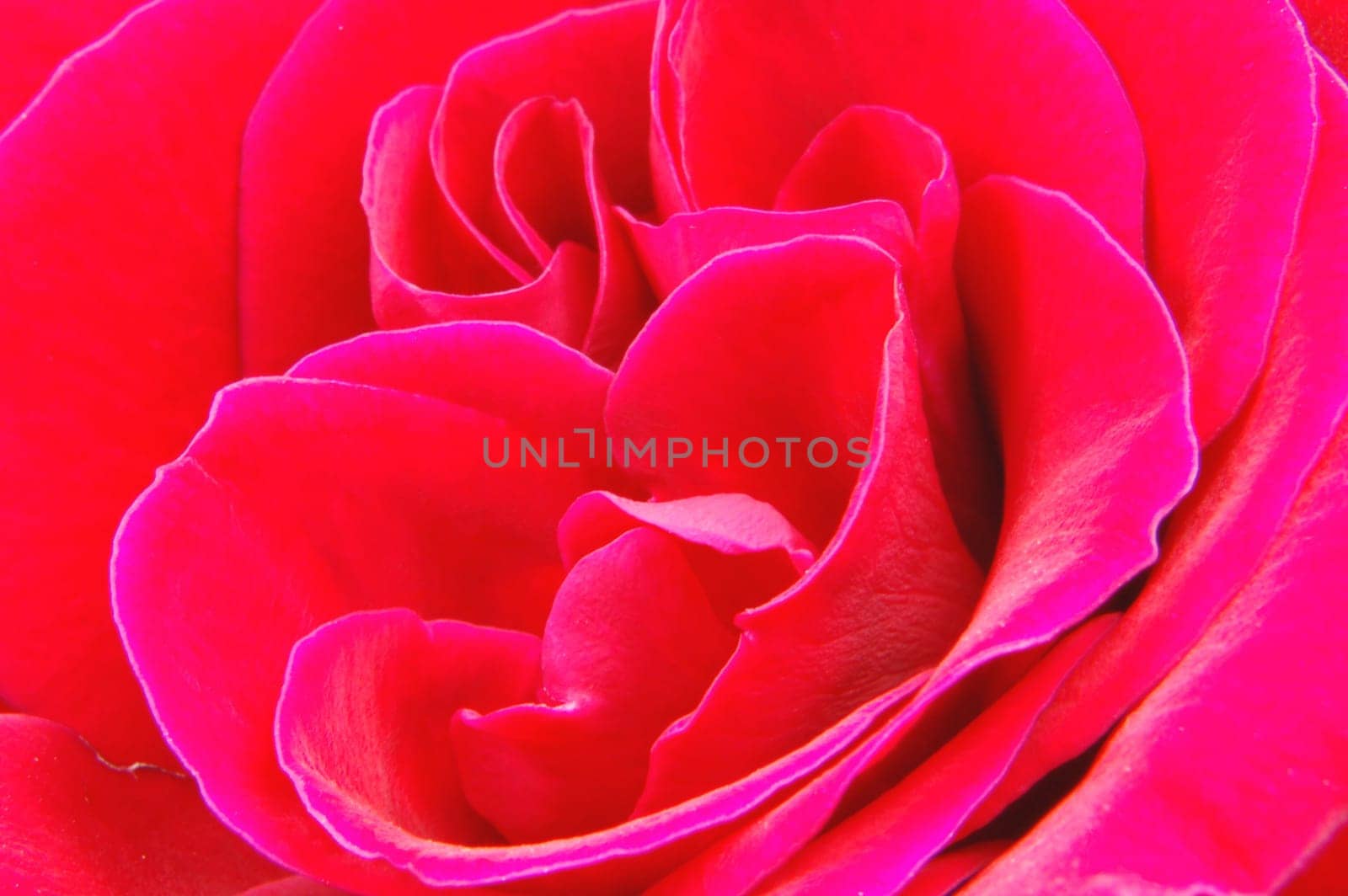 Close-up of a rose