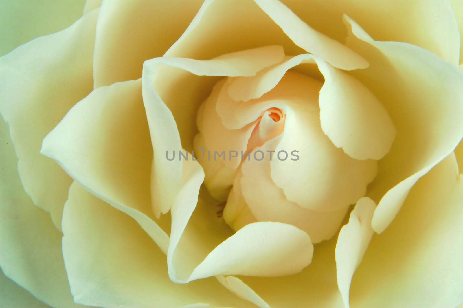 Close-up of a rose
