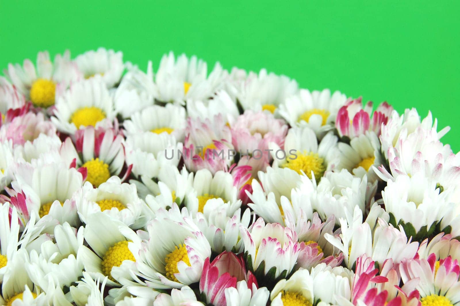 Daisy flowers on green background