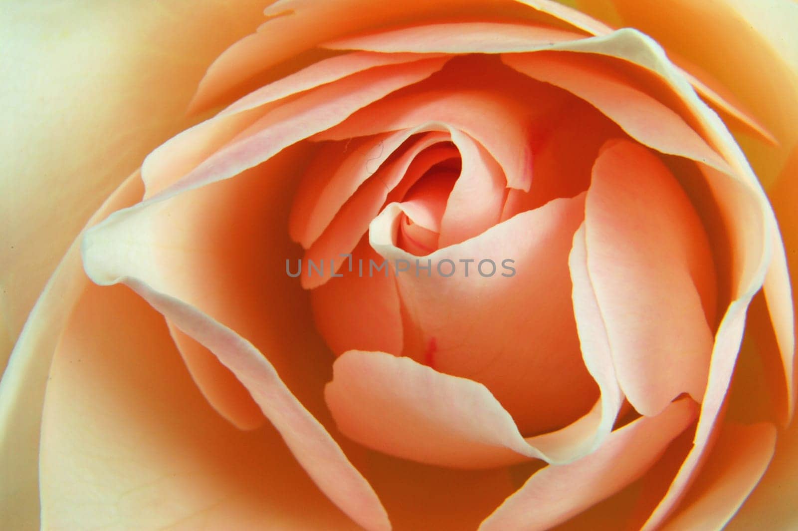 Close-up of a rose