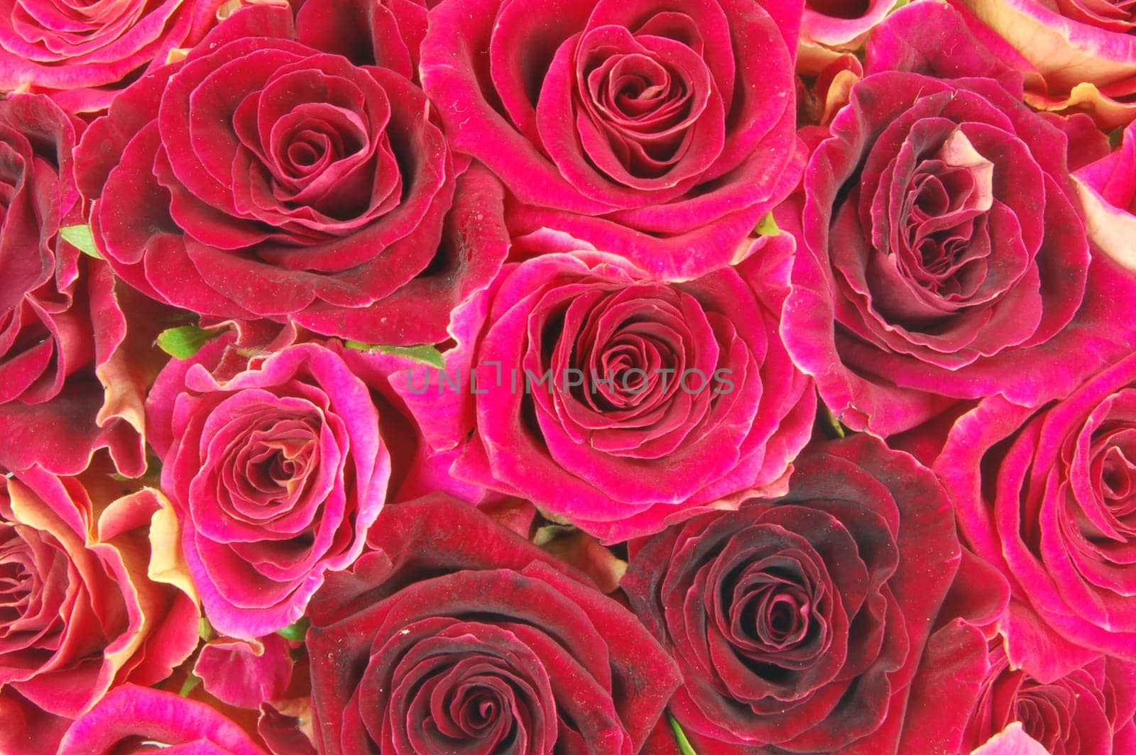 roses