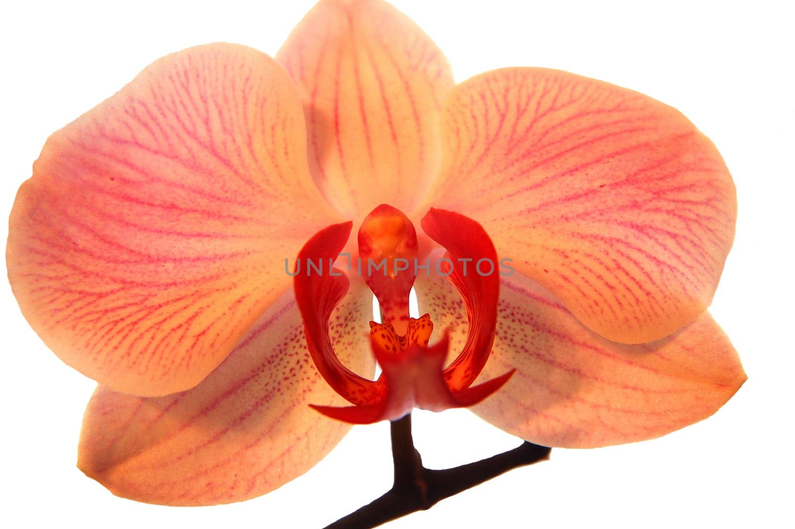 orchids