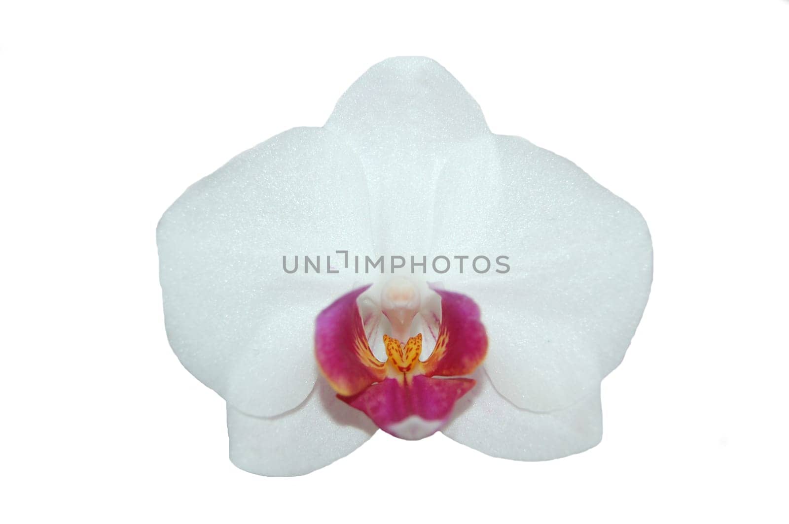 orchid flower