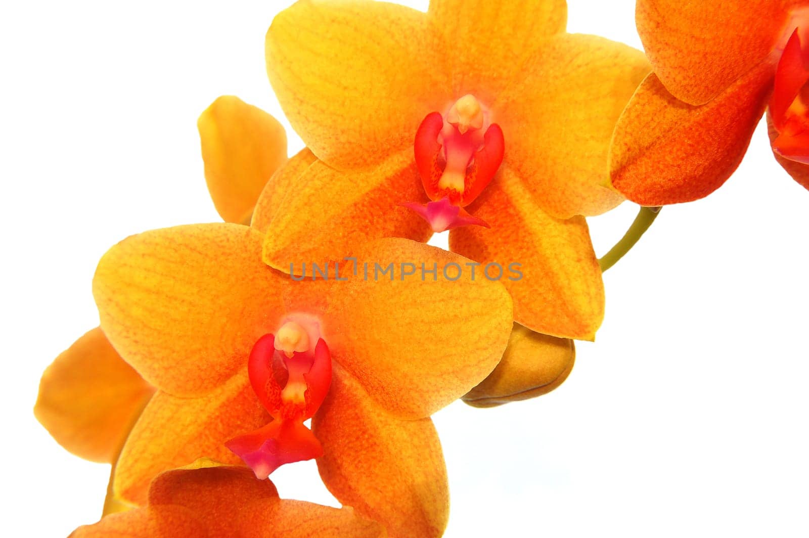 orchids