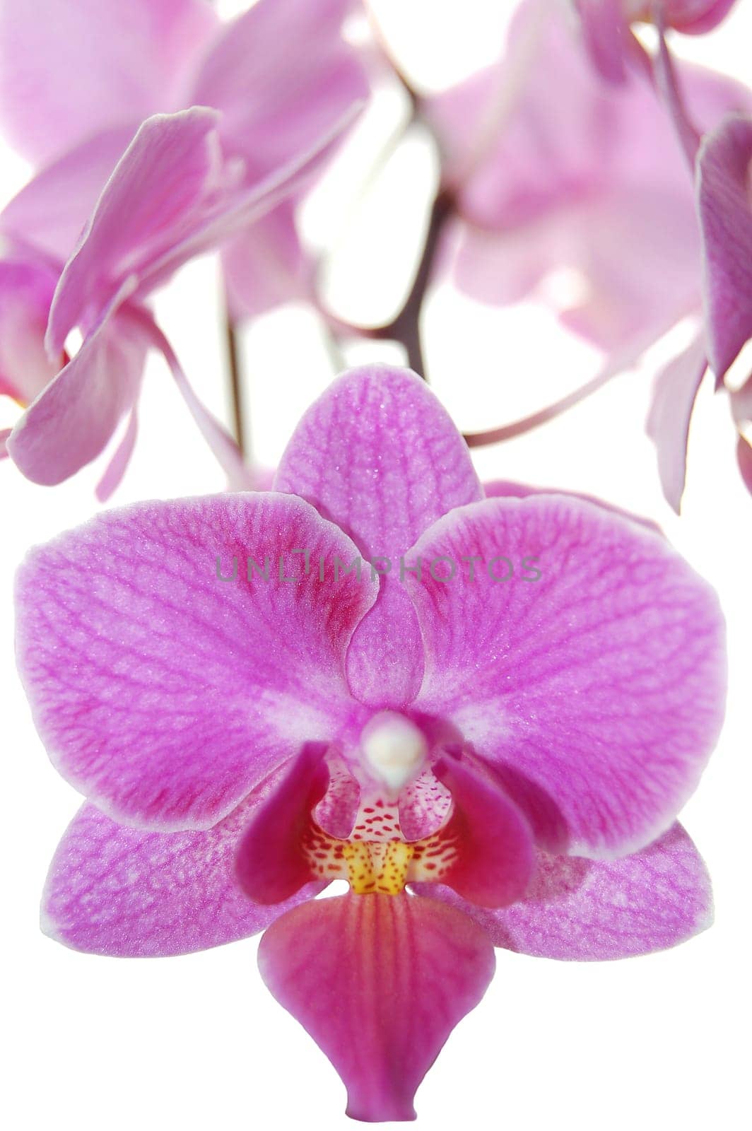 pink orchids