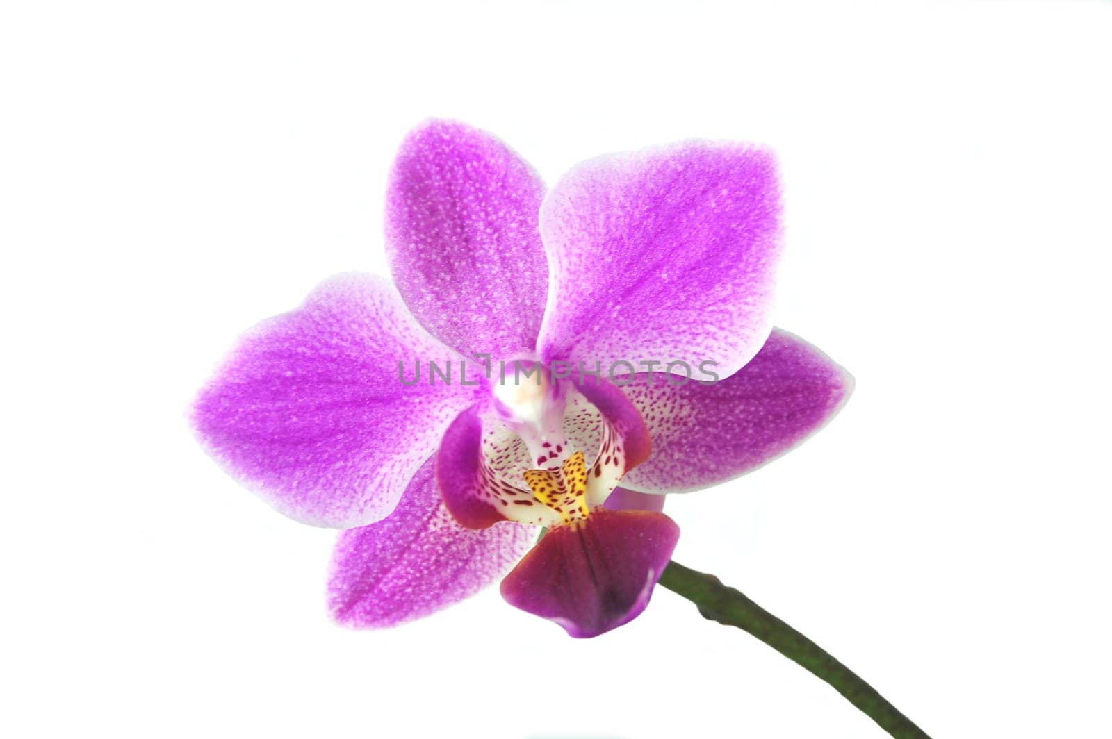 orchid flower