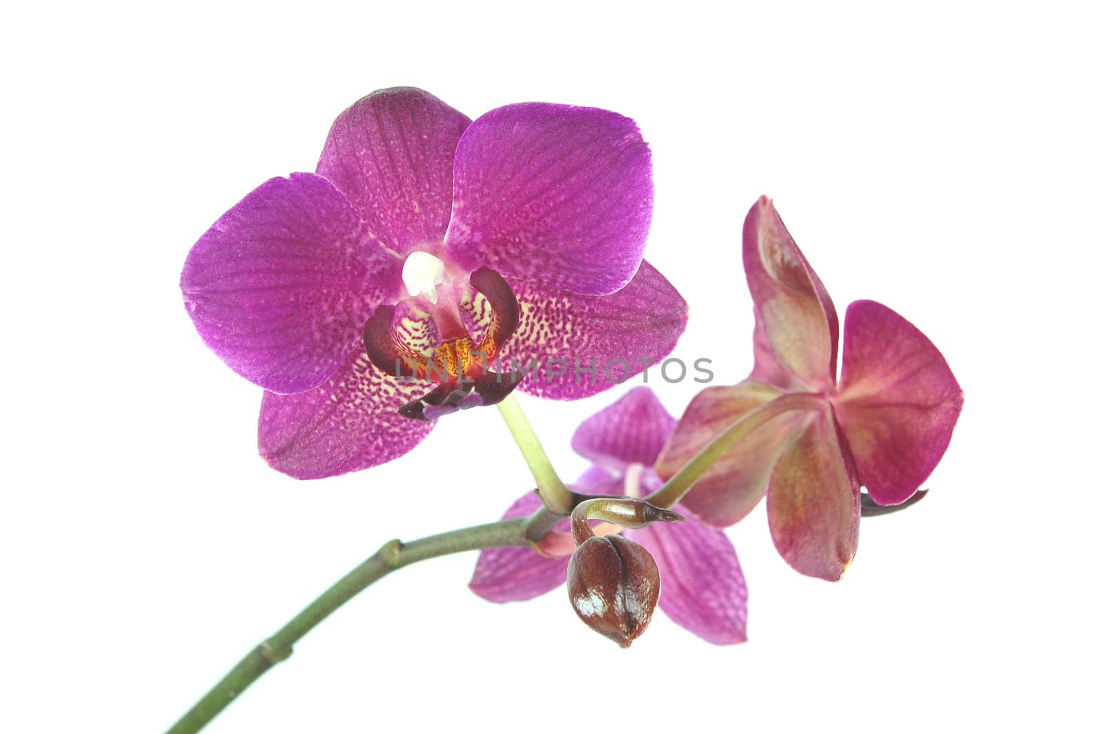 pink orchids